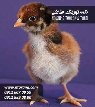 جوجه یکروزه گلپایگانی اصلاح شده